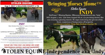 STOLEN EQUINE Independence aka "Indy",  Near Piney flats , TN, 37686